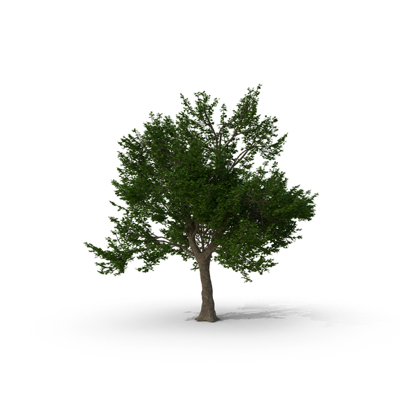 Green Ash Tree PNG & PSD Images Green Ash Tree PNG & PSD Images