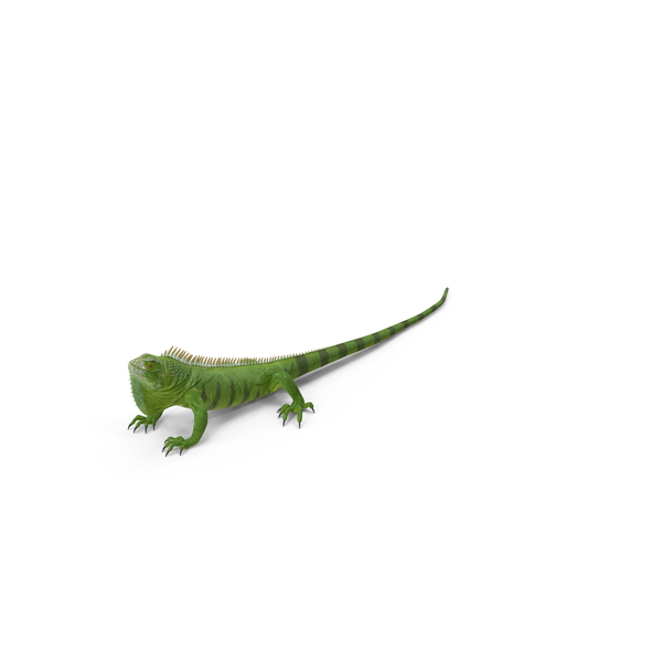 Green Iguana PNG & PSD Images Green Iguana PNG & PSD Images