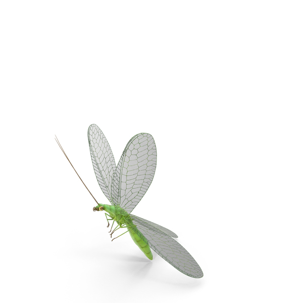 Fly: Green Lacewing in Flight Fur PNG & PSD Images Fly: Green Lacewing in Flight Fur PNG & PSD Images