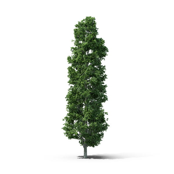 Deciduous: Green Leaf Tree PNG & PSD Images Deciduous: Green Leaf Tree PNG & PSD Images