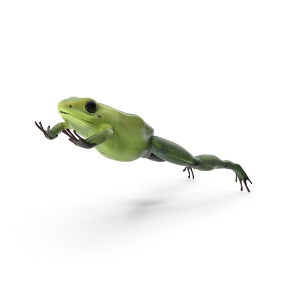 Frog: Green Phyllobates Terribilis Jumping Pose PNG & PSD Images Frog: Green Phyllobates Terribilis Jumping Pose PNG & PSD Images