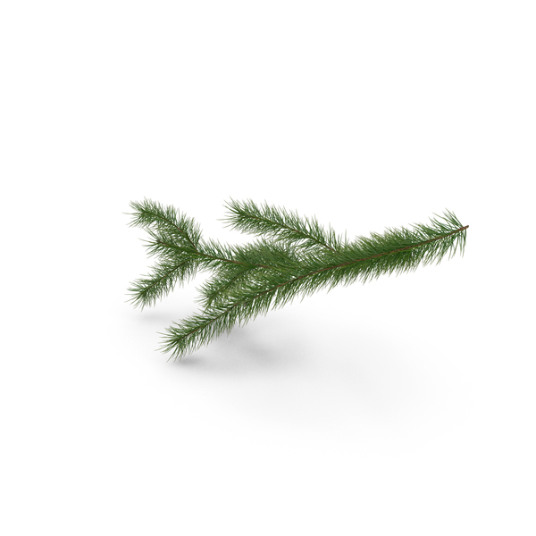 Twig: Green Pine Branch PNG & PSD Images