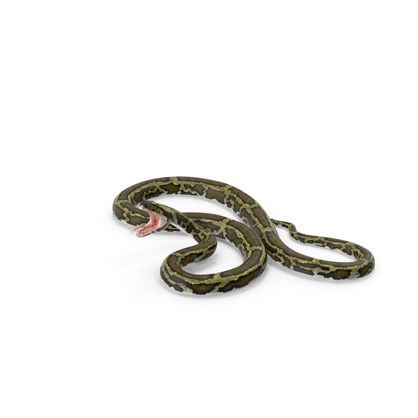 Gil Python PNG Images & PSDs for Download | PixelSquid