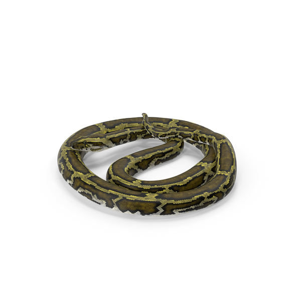 Green Python Snake Curled Pose PNG & PSD Images