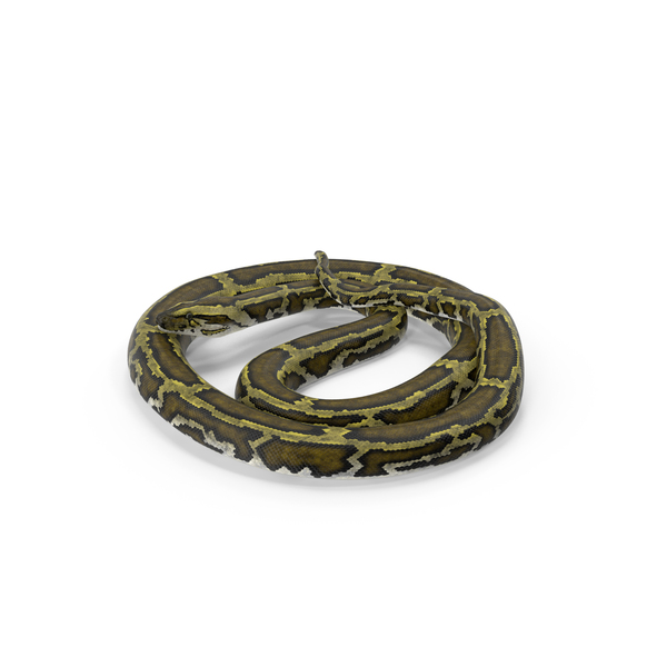 Gil Python PNG Images & PSDs for Download | PixelSquid