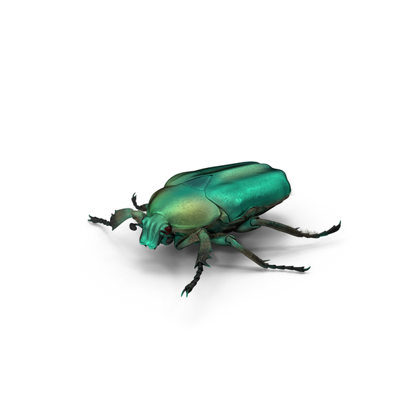 Green Scarab Beetle PNG & PSD Images