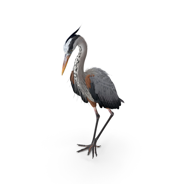 Grey Heron Standing on One Leg PNG & PSD Images Grey Heron Standing on One Leg PNG & PSD Images