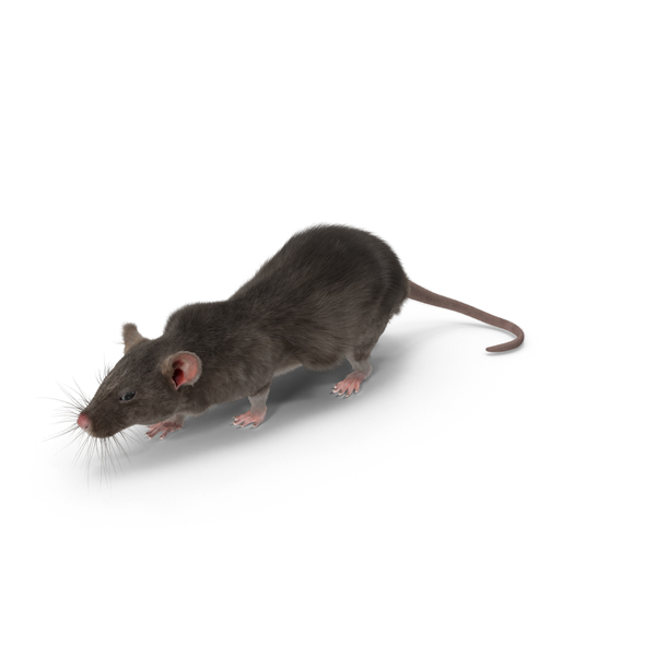 Grey Rat PNG & PSD Images Grey Rat PNG & PSD Images