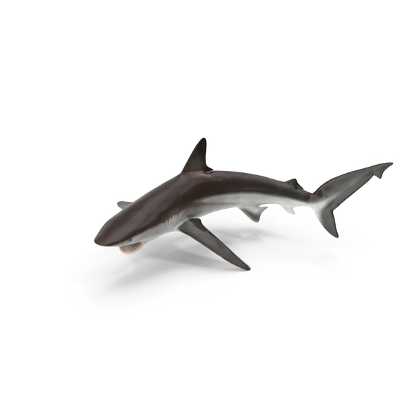 Grey Reef Shark PNG & PSD Images