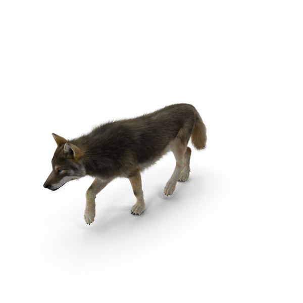 Grey Wolf PNG & PSD Images Grey Wolf PNG & PSD Images