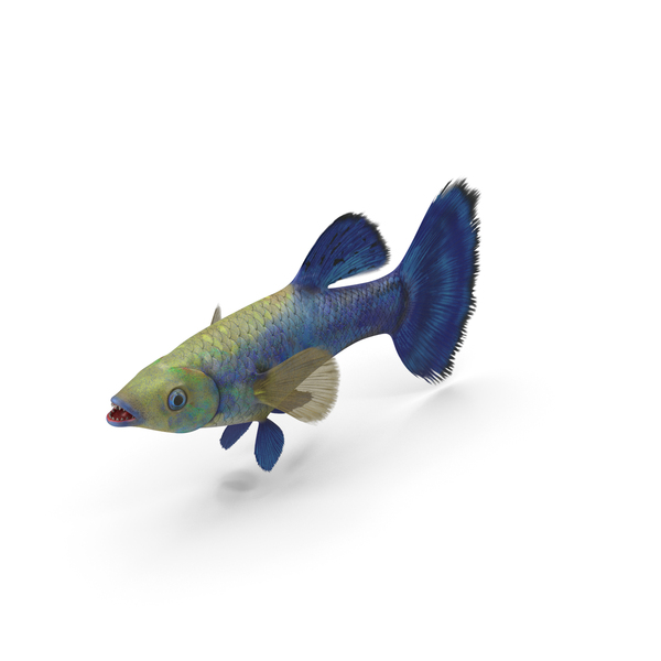 Guppy Fish Blue Diamond PNG & PSD Images Guppy Fish Blue Diamond PNG & PSD Images