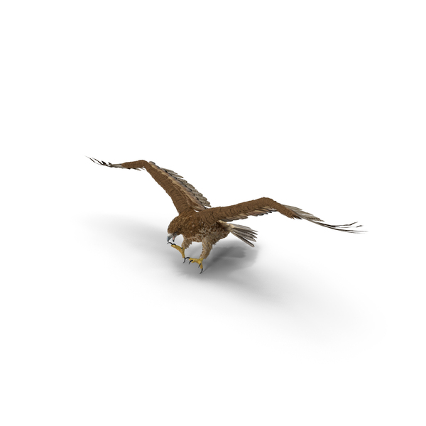 Gurney Eagle Attacking Pose PNG & PSD Images Gurney Eagle Attacking Pose PNG & PSD Images