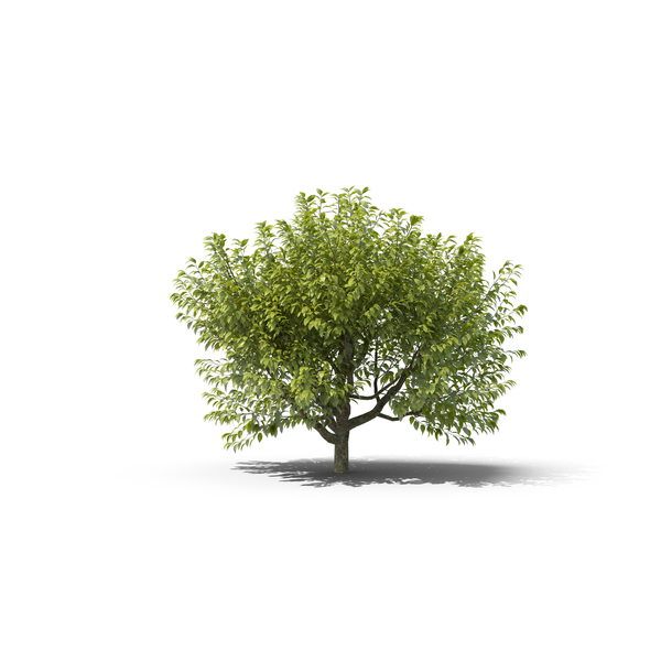 Deciduous Tree: Hackberry PNG & PSD Images Deciduous Tree: Hackberry PNG & PSD Images