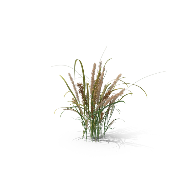 Grasses: Hairy Melic PNG & PSD Images Grasses: Hairy Melic PNG & PSD Images