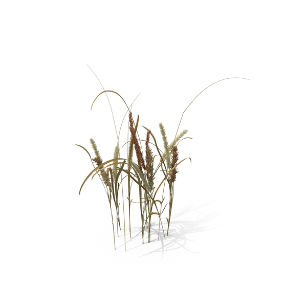 Grasses: Hairy Melic PNG & PSD Images Grasses: Hairy Melic PNG & PSD Images