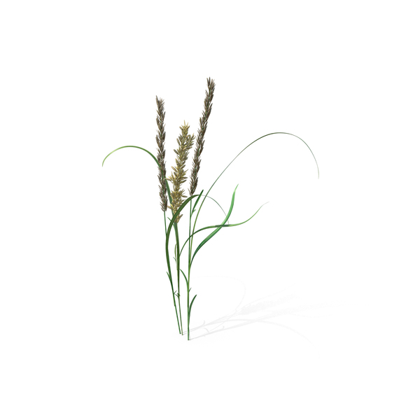 Grasses: Hairy Melic PNG & PSD Images Grasses: Hairy Melic PNG & PSD Images