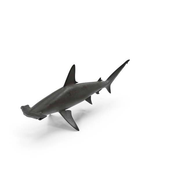 Hammerhead Shark PNG & PSD Images