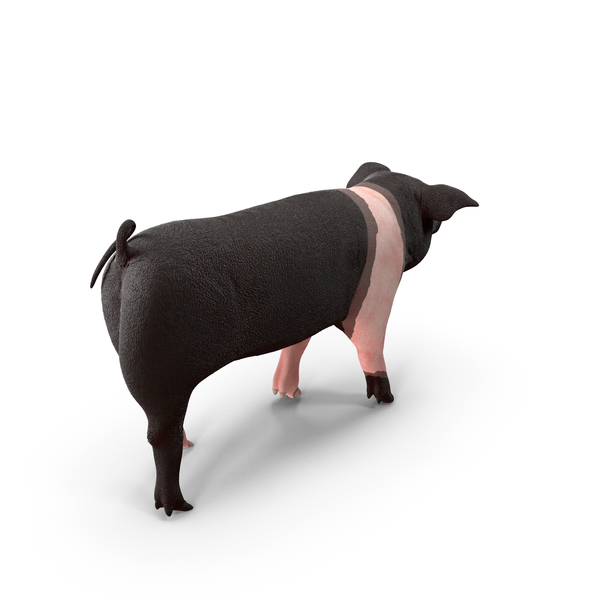 Hampshire Pig Piglet Walking Pose PNG & PSD Images Hampshire Pig Piglet Walking Pose PNG & PSD Images
