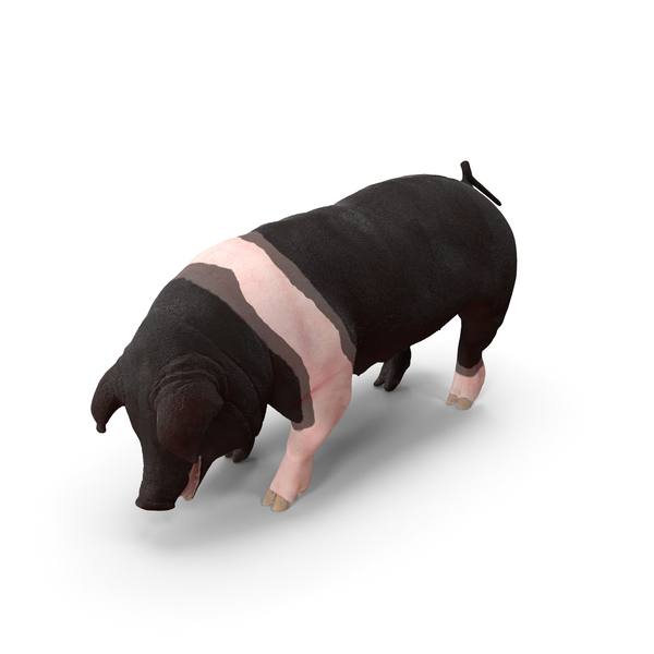 Hampshire Pig Sow Standing Pose PNG & PSD Images Hampshire Pig Sow Standing Pose PNG & PSD Images