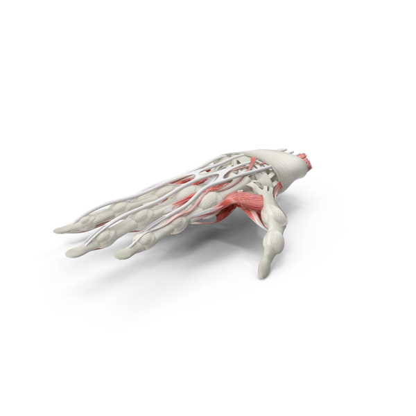 Hand Anatomy PNG & PSD Images Hand Anatomy PNG & PSD Images