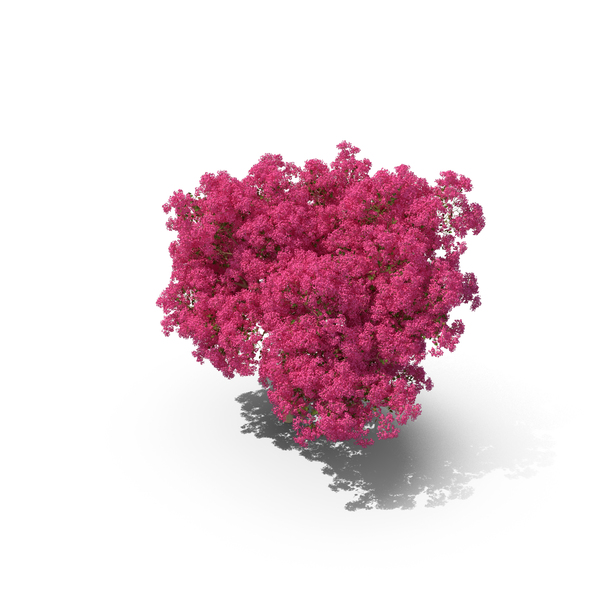 Flowering Tree: Handroanthus Impetiginosus Foliage PNG & PSD Images Flowering Tree: Handroanthus Impetiginosus Foliage PNG & PSD Images