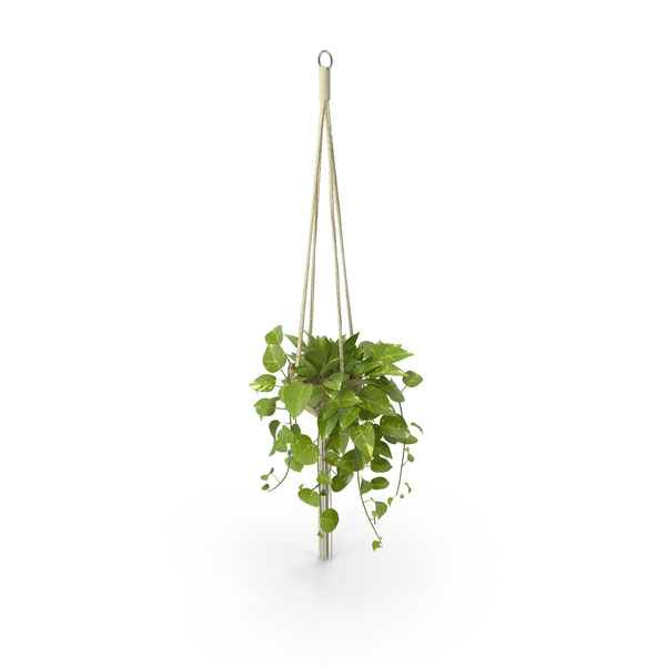 Plants: Hanging House Plant PNG & PSD Images
