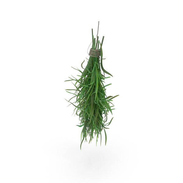 Hanging Tarragon Bundle PNG & PSD Images