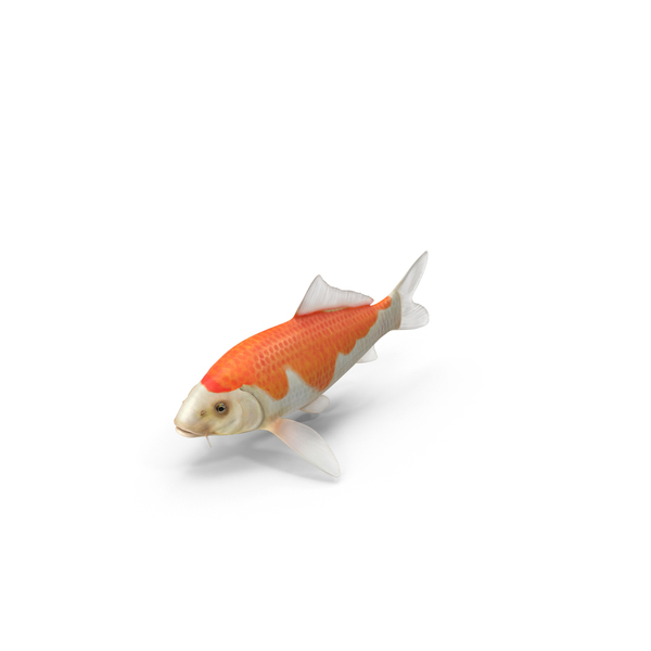 Harivake Koi Fish PNG & PSD Images Harivake Koi Fish PNG & PSD Images