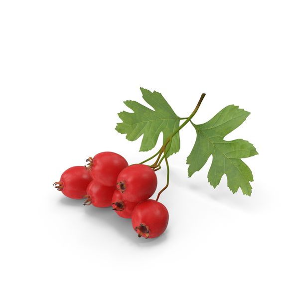Scarlet: Hawthorn Berry Branch Fur PNG & PSD Images