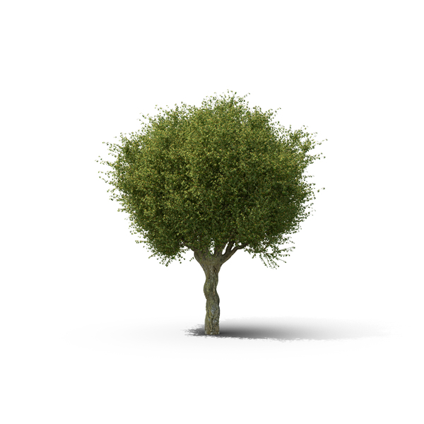 Deciduous: Hawthorn Tree PNG & PSD Images Deciduous: Hawthorn Tree PNG & PSD Images