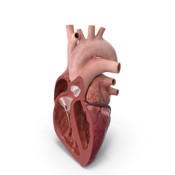 Heart Anterior Section Static PNG Images & PSDs for Download ...