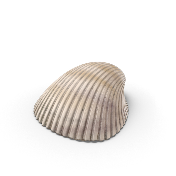 Seashell: Heart Cockle Shell PNG & PSD Images Seashell: Heart Cockle Shell PNG & PSD Images