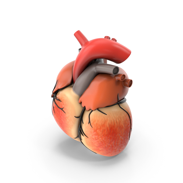 Human: Heart PNG & PSD Images Human: Heart PNG & PSD Images