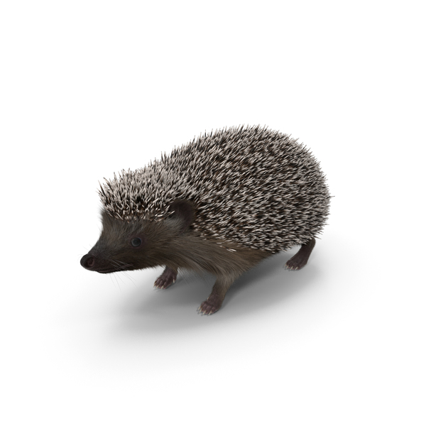 Hedgehog Black Fur PNG & PSD Images Hedgehog Black Fur PNG & PSD Images