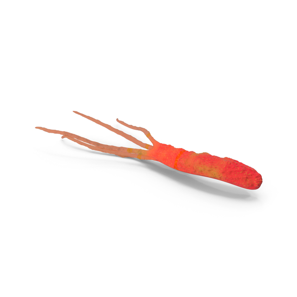 Helicobacter Pylori Bacteria PNG & PSD Images Helicobacter Pylori Bacteria PNG & PSD Images