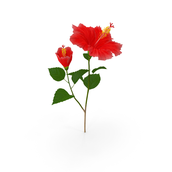 Hibiscus Branch with Flower Red PNG & PSD Images Hibiscus Branch with Flower Red PNG & PSD Images
