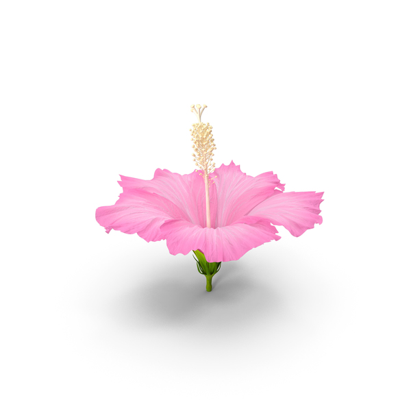 Hibiscus Flower Pink PNG & PSD Images Hibiscus Flower Pink PNG & PSD Images