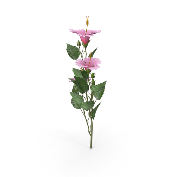 Hibiscus: Hibscus Pink Branch PNG & PSD Images Hibiscus: Hibscus Pink Branch PNG & PSD Images