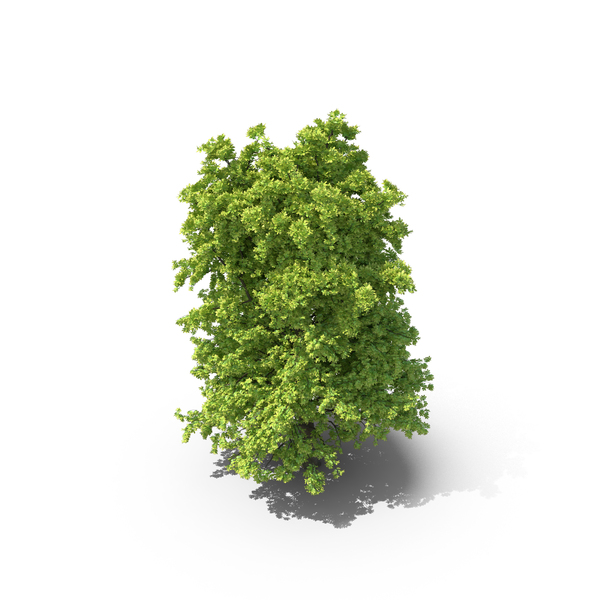 Hickory Tree PNG & PSD Images Hickory Tree PNG & PSD Images