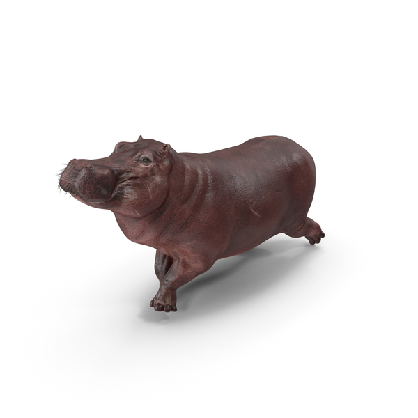 Hippopotamus Pose PNG & PSD Images Hippopotamus Pose PNG & PSD Images