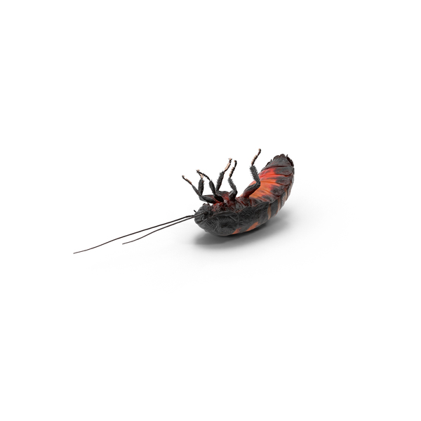 Madagascar: Hissing Cockroach PNG & PSD Images