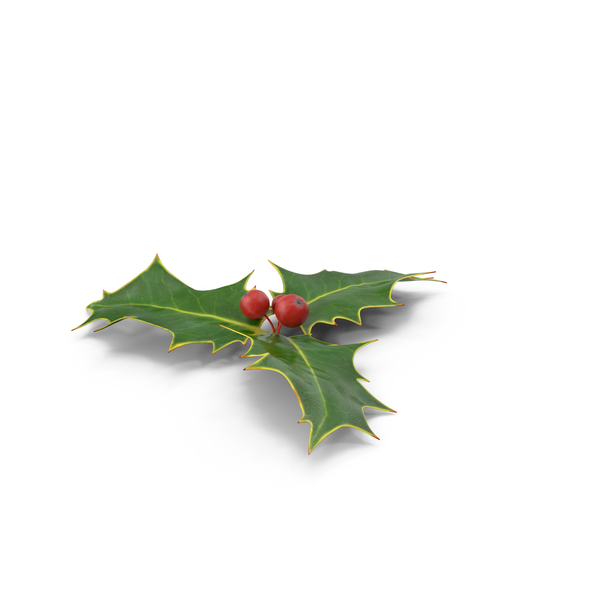 Holly PNG & PSD Images Holly PNG & PSD Images