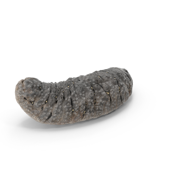 Sea Cucumber: Holothurian Curved Pose Gray PNG & PSD Images Sea Cucumber: Holothurian Curved Pose Gray PNG & PSD Images