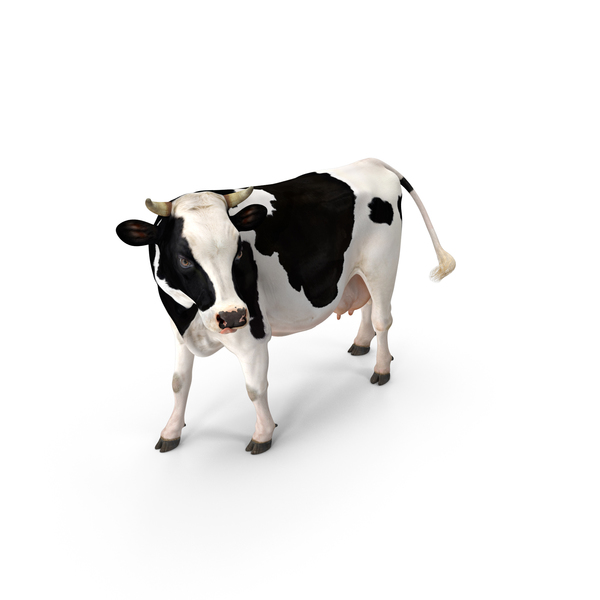 Holstein Cow PNG & PSD Images