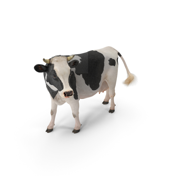 Holstein Cow with Fur PNG & PSD Images