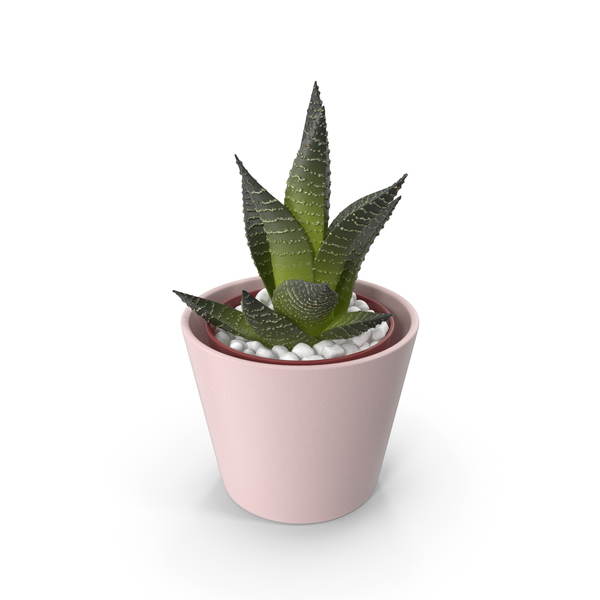 Flower: Home Plant in Ceramic Pot PNG & PSD Images Flower: Home Plant in Ceramic Pot PNG & PSD Images