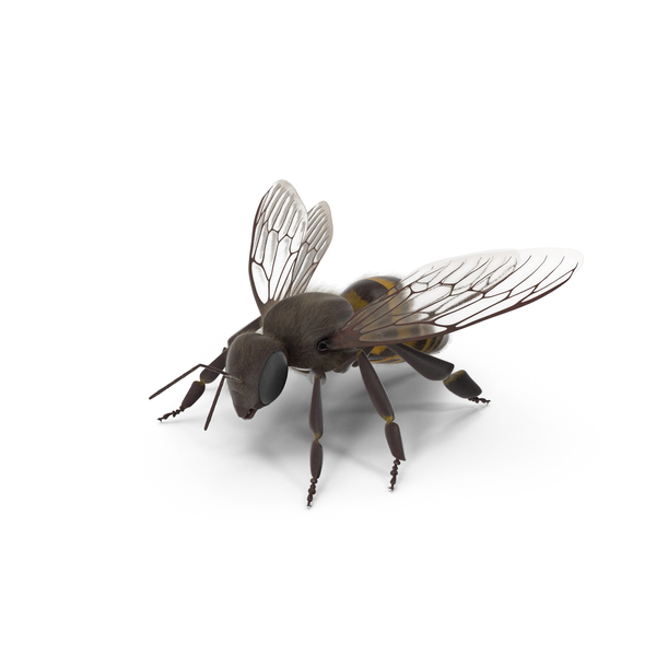 Honeybee: Honey Bee PNG & PSD Images Honeybee: Honey Bee PNG & PSD Images