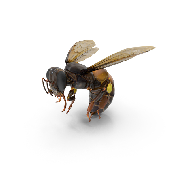 Honey Bee Pose PNG & PSD Images