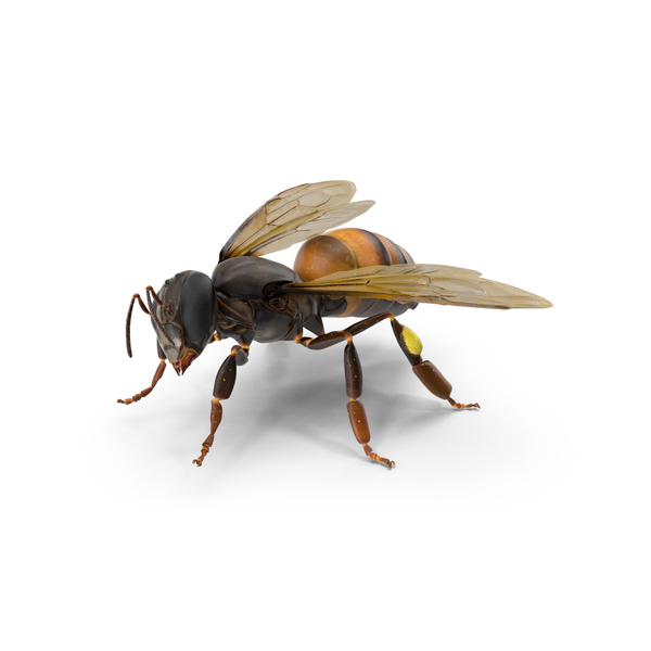 Honeybee: Honey Bee Pose PNG & PSD Images