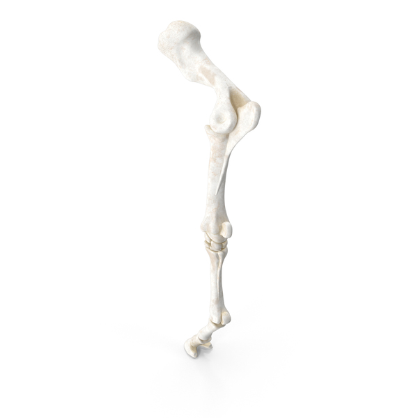 Animal Skeleton: Horse Equine Foreleg PNG & PSD Images Animal Skeleton: Horse Equine Foreleg PNG & PSD Images
